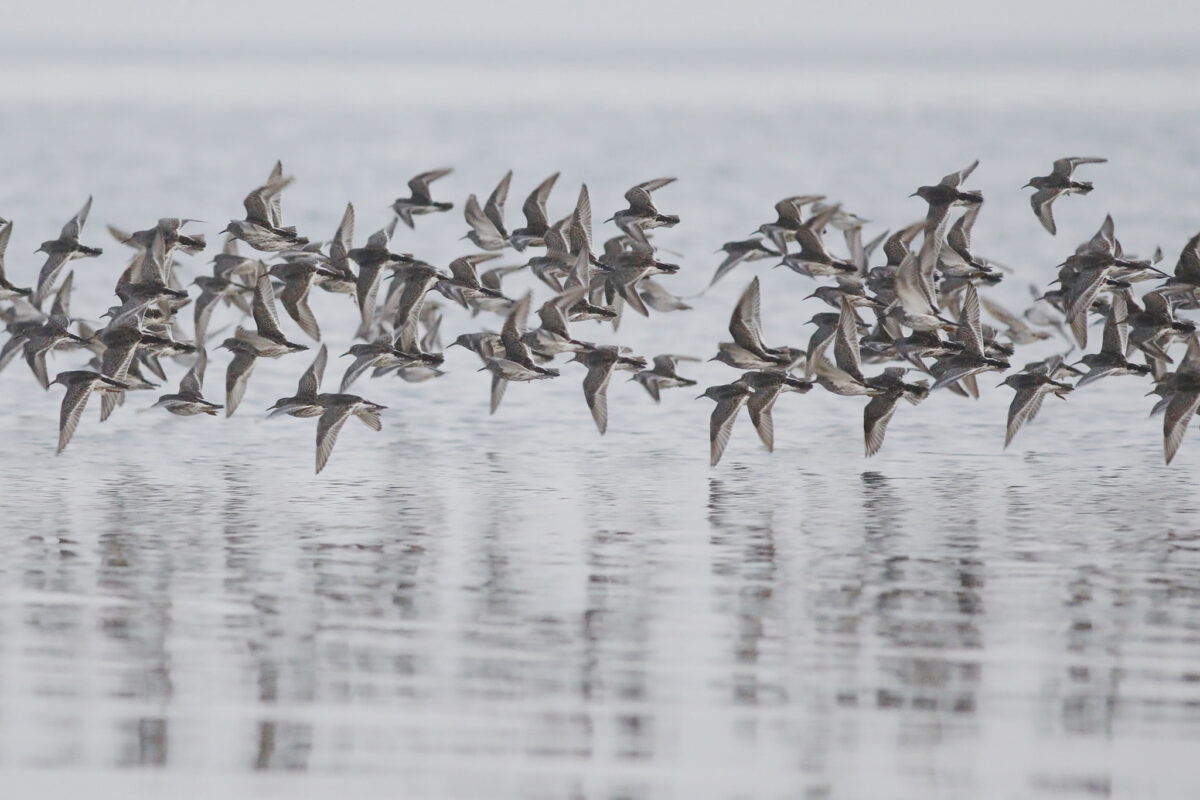 Dagbok Nidingens Fågelstation – Onsdag 15 april 2026