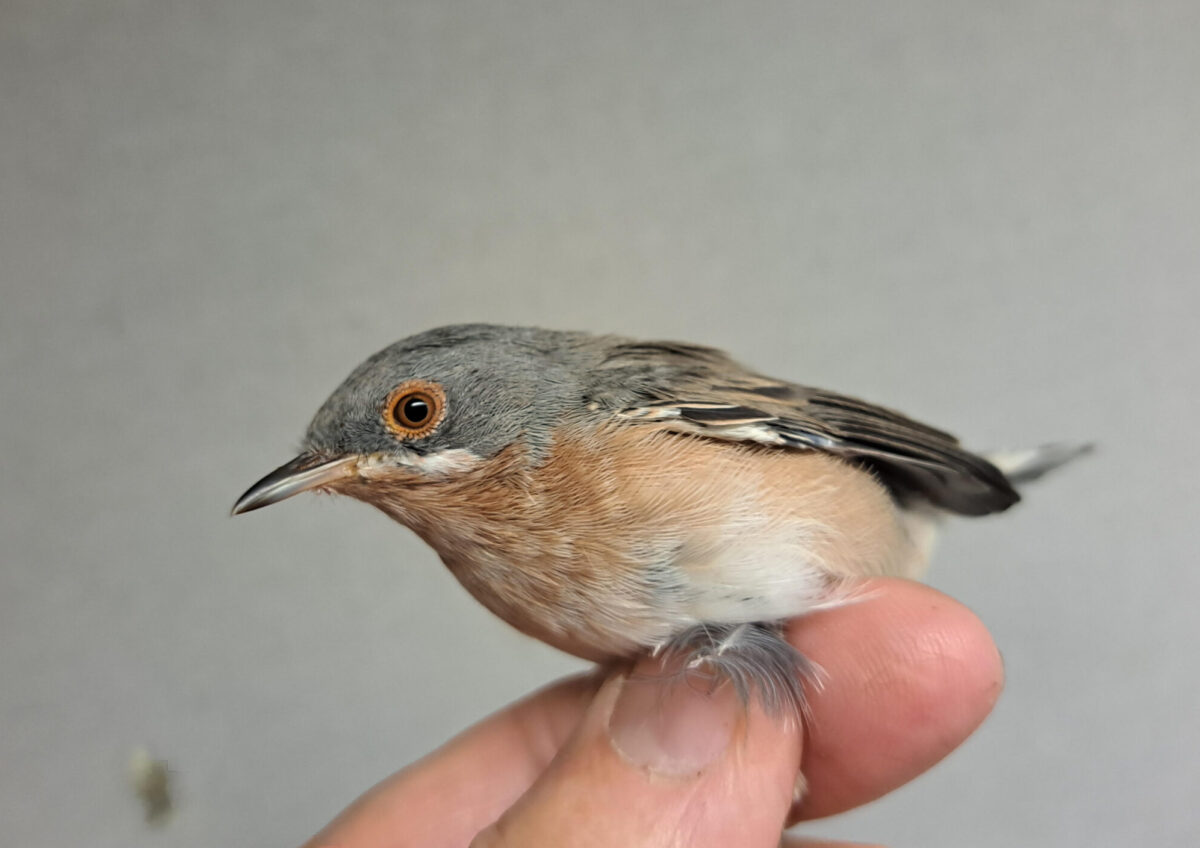 Dagbok Nidingens Fågelstation Tisdag 19 augusti 2025