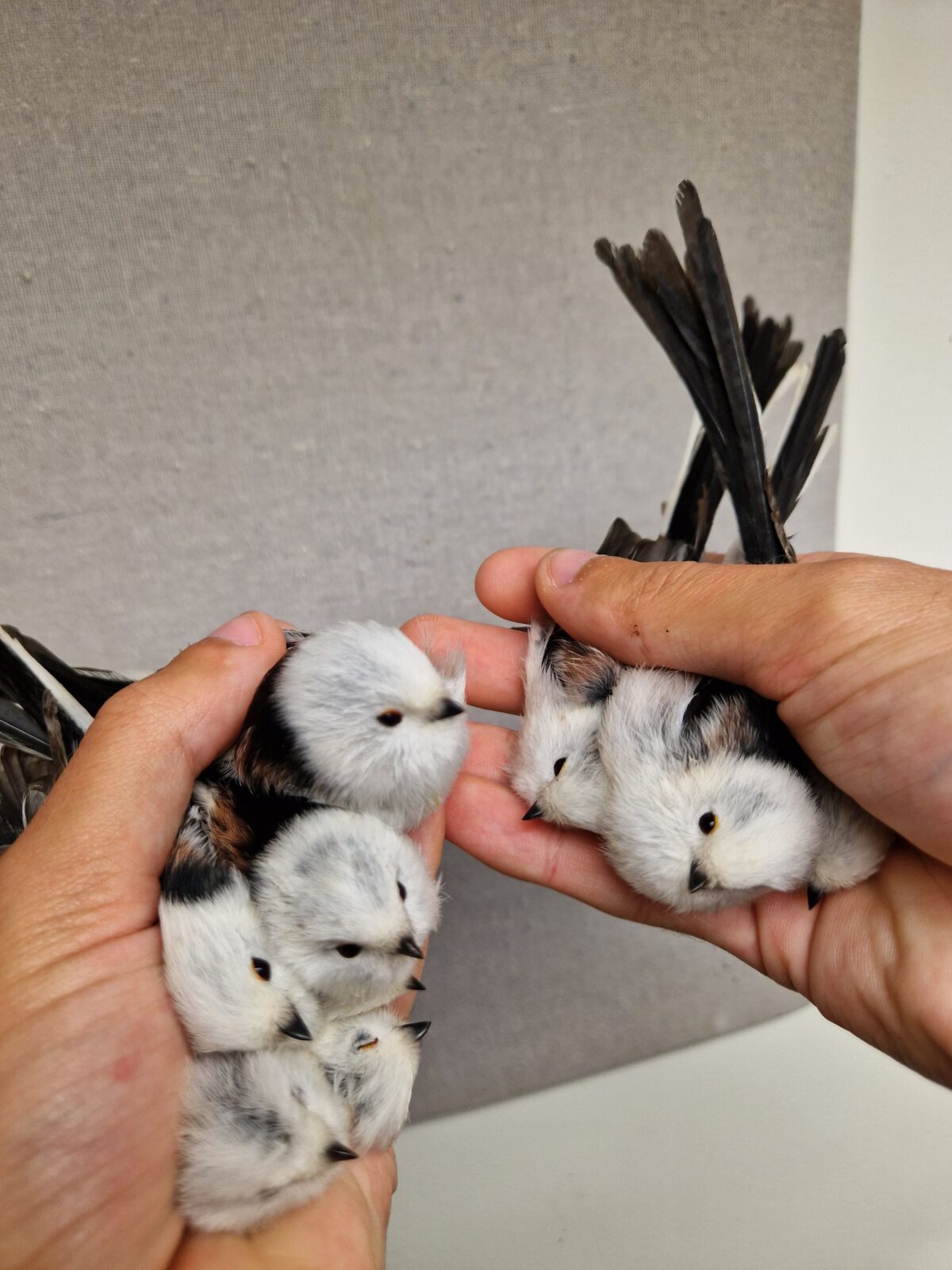 Dagbok Nidingens Fågelstation tisdag 21 oktober 2025