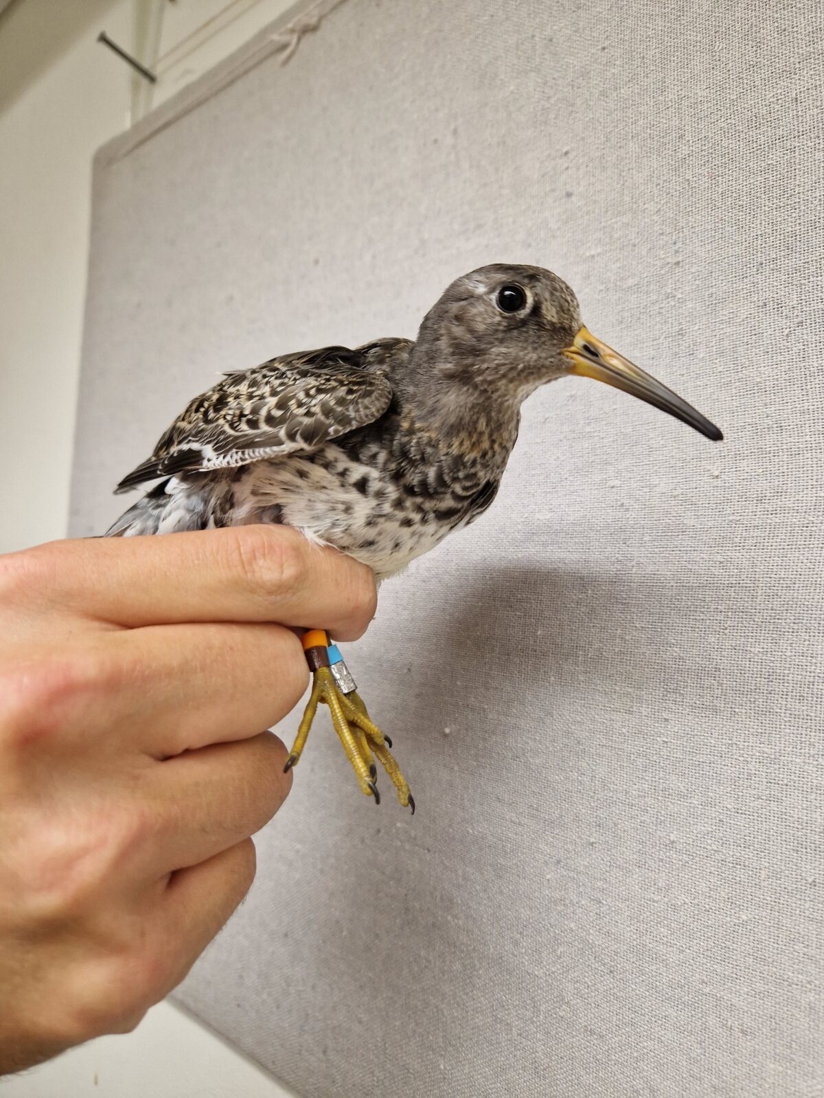 Dagbok Nidingens Fågelstation onsdag 22 oktober 2025