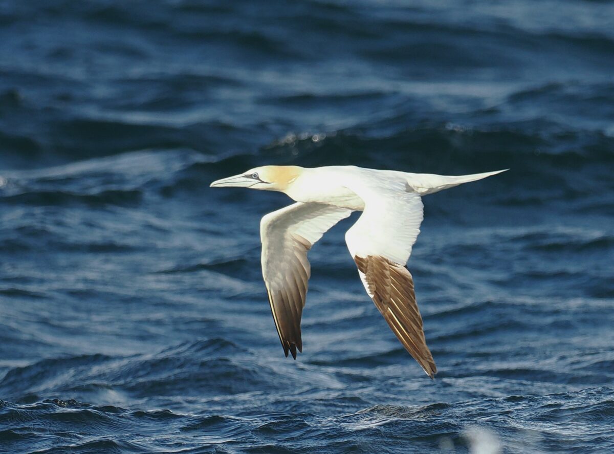 Dagbok Nidingens Fågelstation fredag 10 oktober 2025