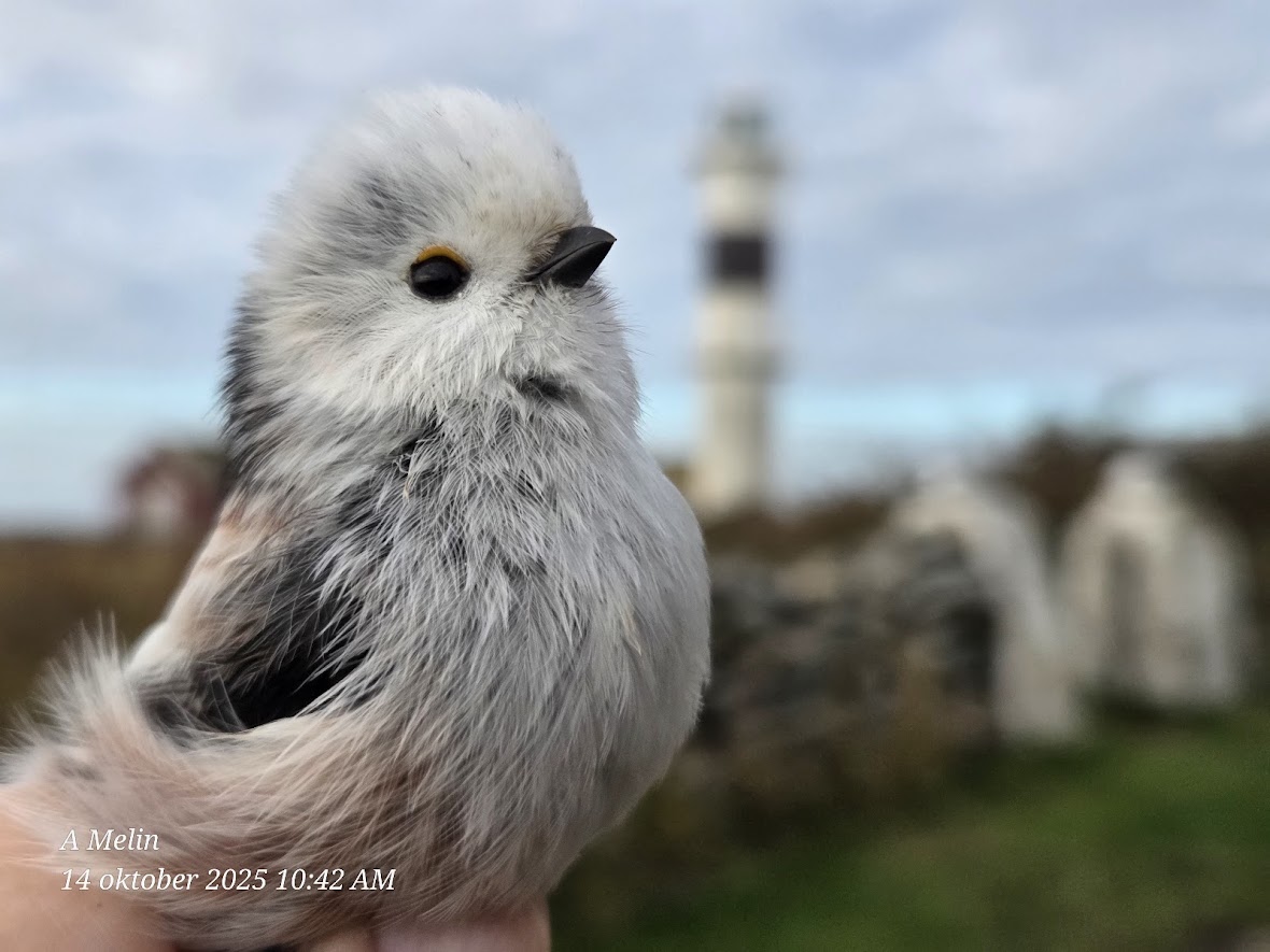 Dagbok Nidingens Fågelstation tisdag 14 oktober 2025