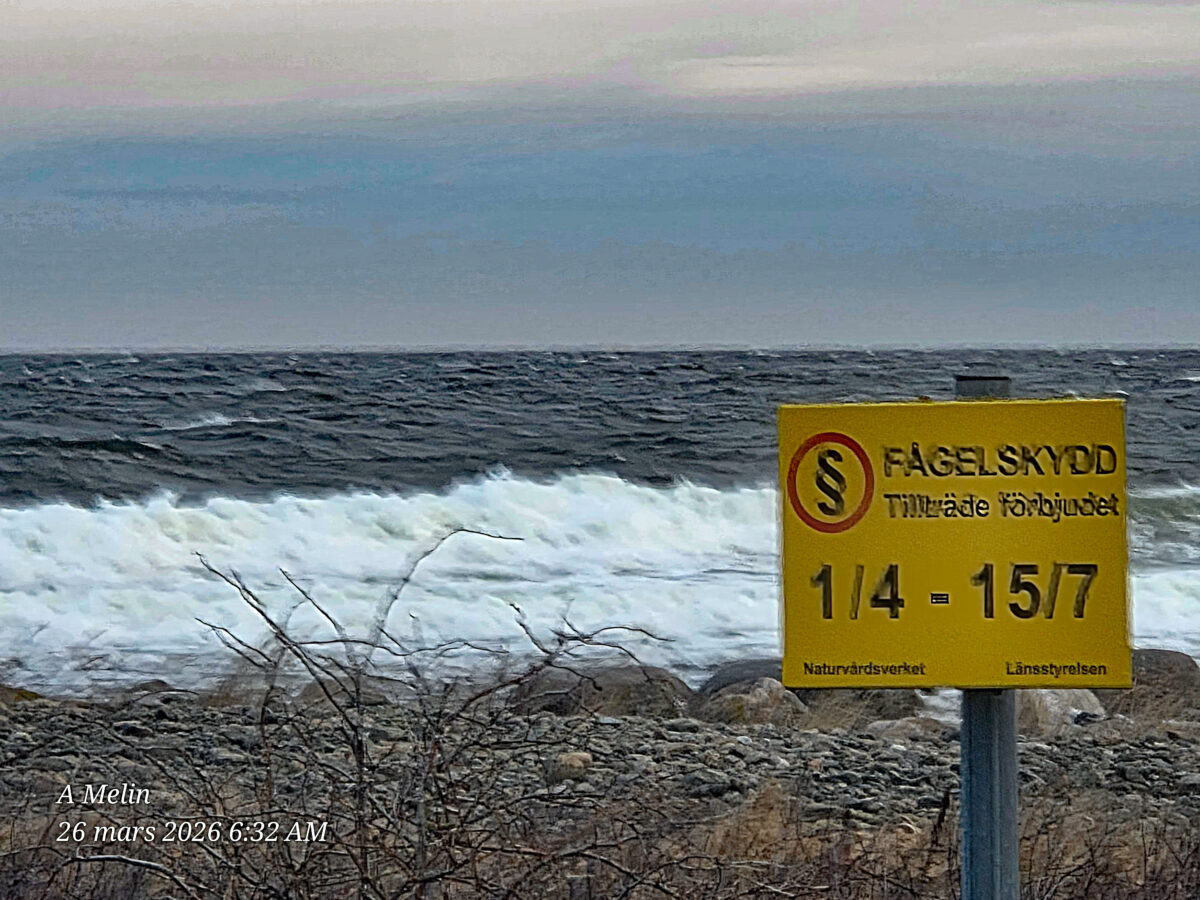 Dagbok Nidingens Fågelstation torsdag 26 mars 2026