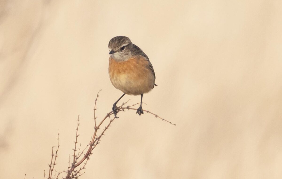 Dagbok Nidingens Fågelstation tisdag 10 mars 2026