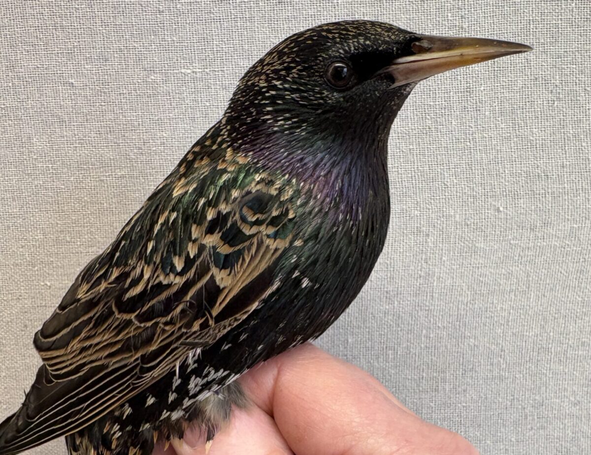 Dagbok Nidingens Fågelstation söndag 8 mars 2026