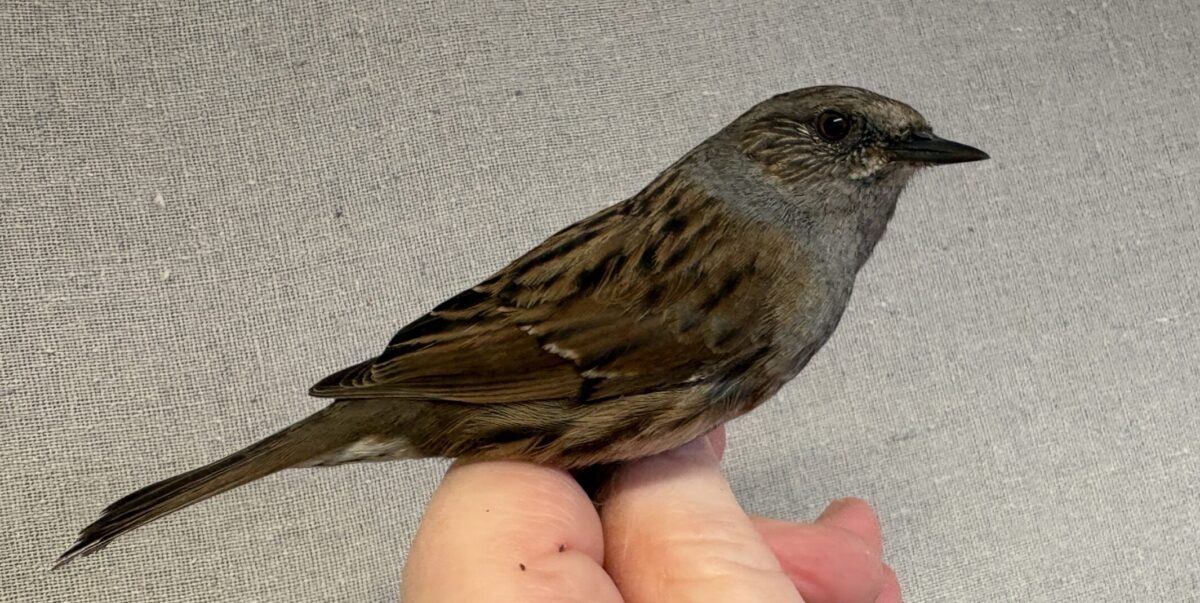 Dagbok Nidingens Fågelstation torsdag 12 mars 2026