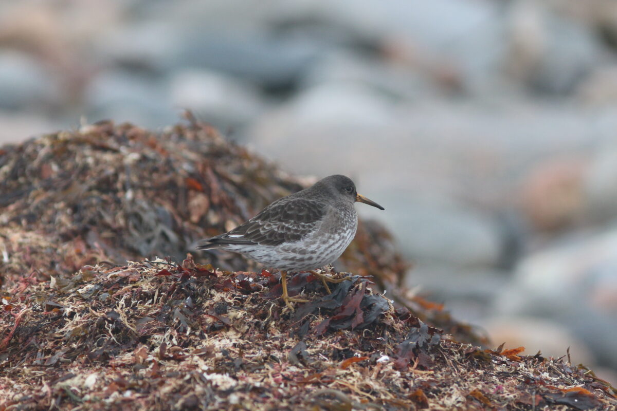 Dagbok Nidingens Fågelstation tisdag 24 mars 2026