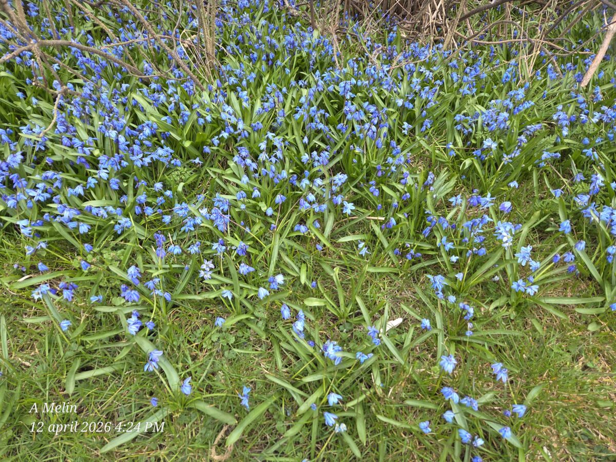 Dagbok Nidingens Fågelstation – Söndag 12 april 2026