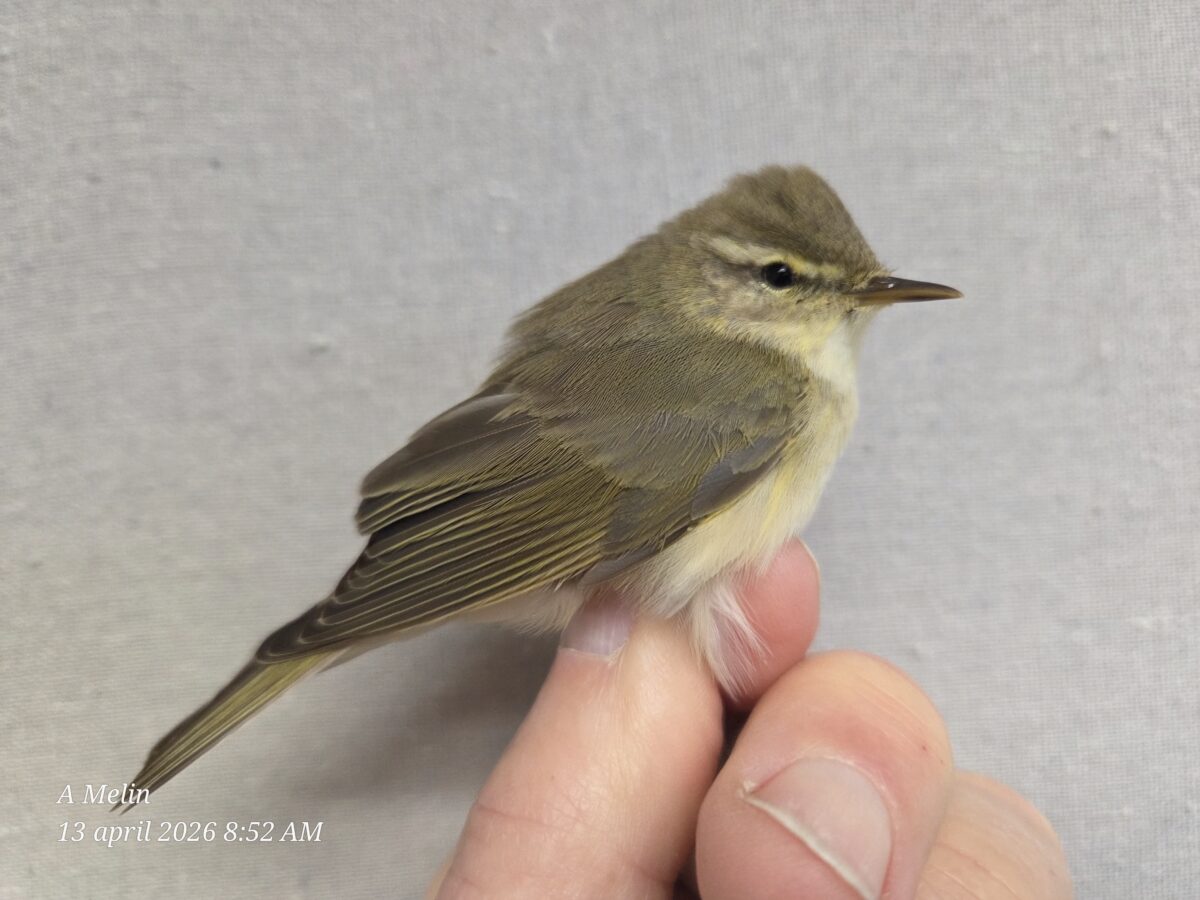 Dagbok Nidingens Fågelstation – Måndag 13 april 2026