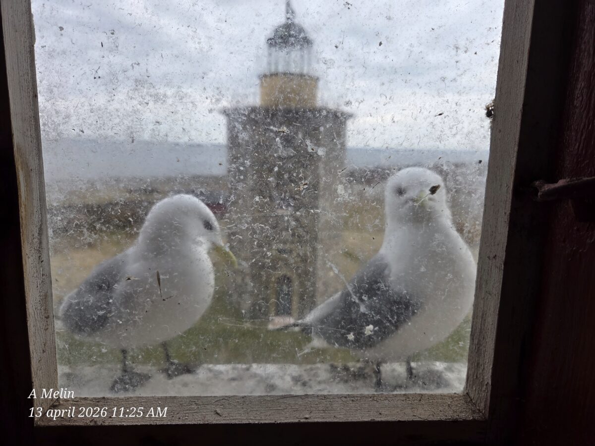 Dagbok Nidingens Fågelstation – Tisdag 14 april 2026