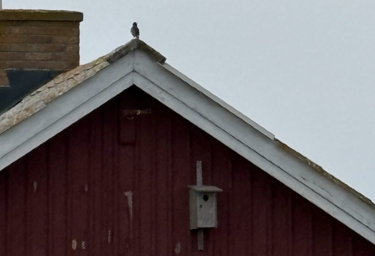 Dagbok Nidingens Fågelstation – Söndag 26 april 2026