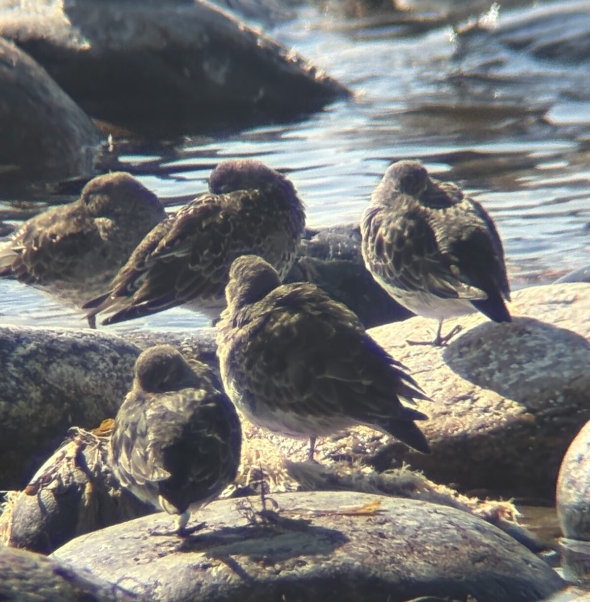 Dagbok Nidingens Fågelstation – torsdag 30 april 2026