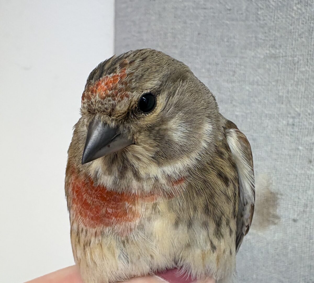 Dagbok Nidingens Fågelstation – onsdag 29 april 2026