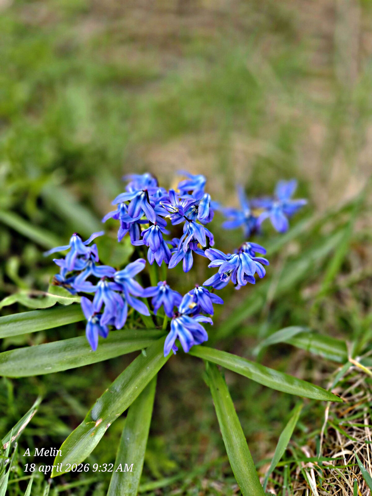 Dagbok Nidingens Fågelstation – Fredag 17 april 2026