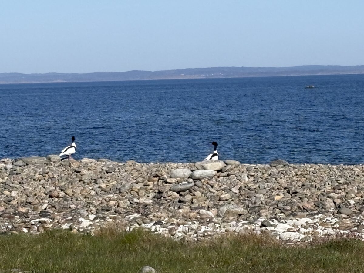 Dagbok Nidingens Fågelstation – fredag 1 maj 2026