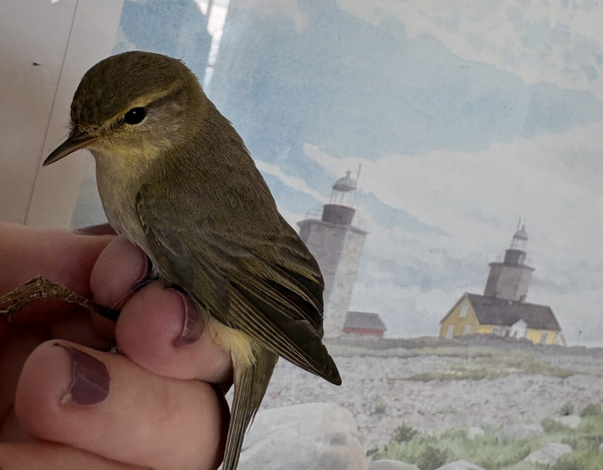 Dagbok Nidingens Fågelstation – måndag 25 maj 2026